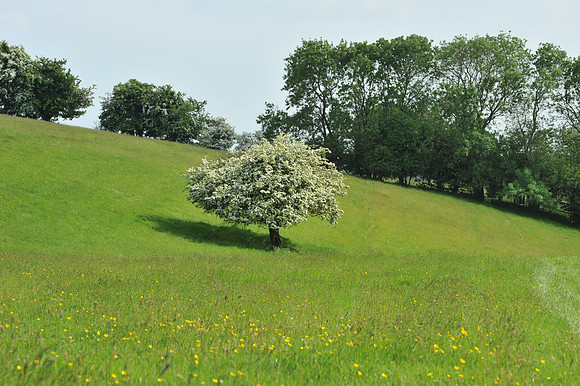 25 Hill of Tara