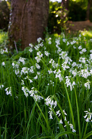 084 Irish Flowers