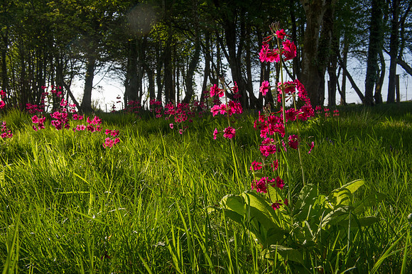 094 Irish Flowers