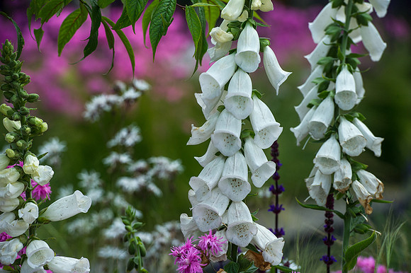 132 Irish Flowers
