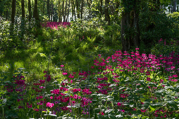 093 Irish Flowers