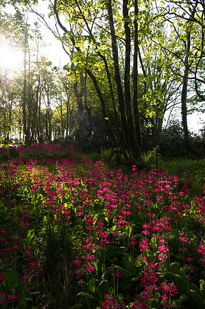 103 Irish Flowers