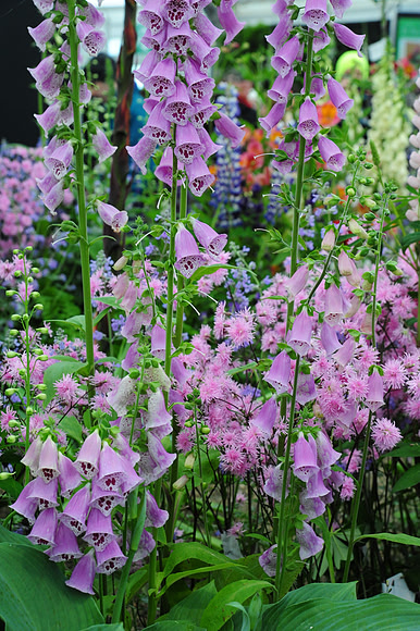 066 Irish Flowers