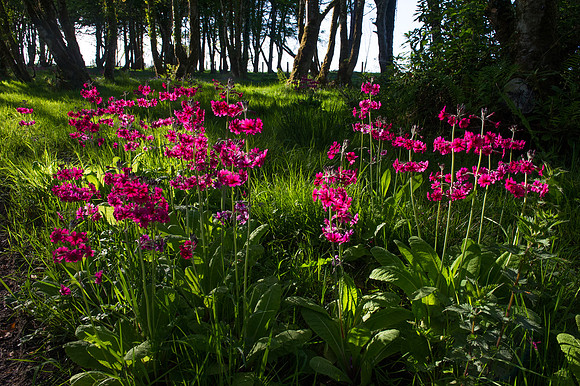 099 Irish Flowers