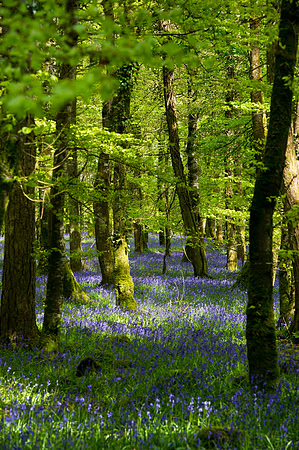 067 Irish Flowers