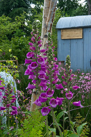 133 Irish Flowers