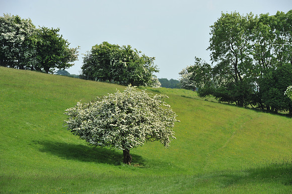 24 Hill of Tara