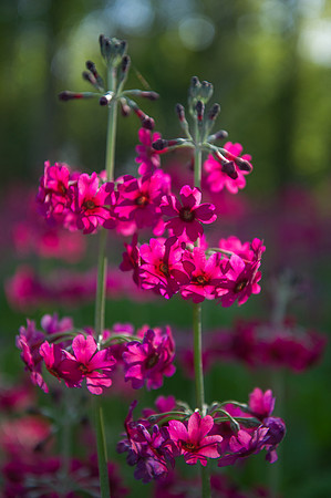 090 Irish Flowers
