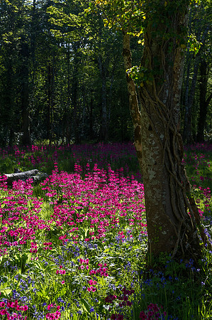 088 Irish Flowers