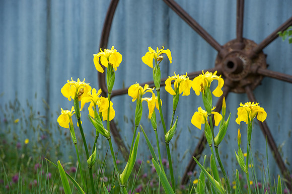 135 Irish Flowers