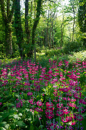 109 Irish Flowers