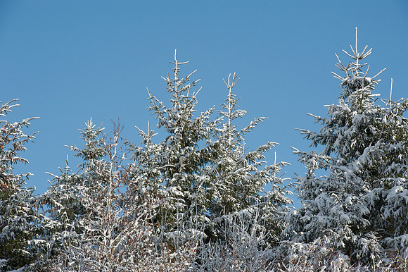131 Snow David Knight