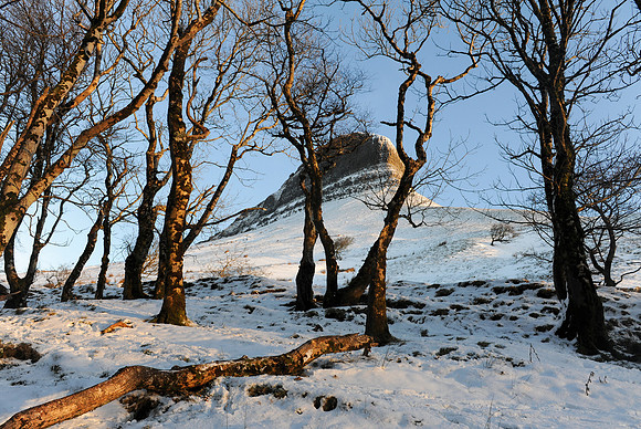 115 Snow David Knight