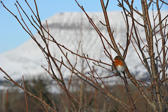 081 Ireland in the snow