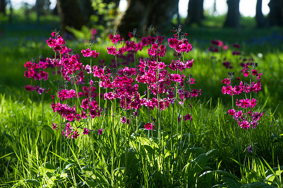 101 Irish Flowers