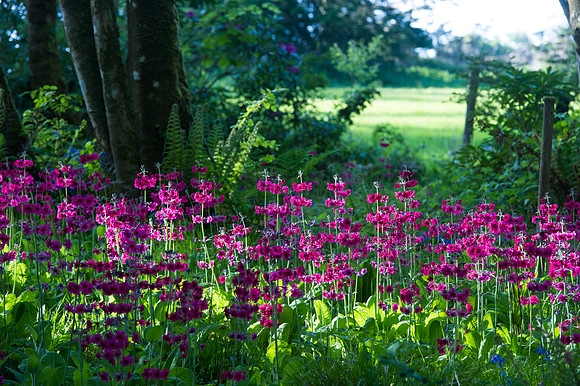 102 Irish Flowers