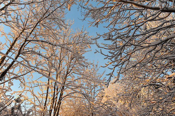 073 Snow David Knight