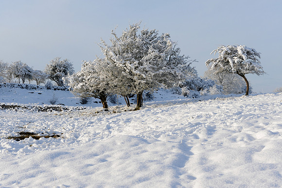 084 Snow David Knight