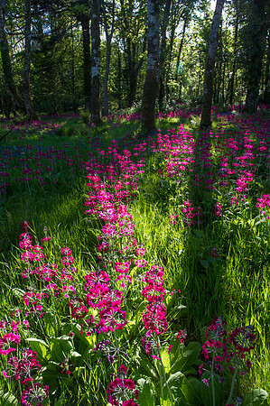 091 Irish Flowers