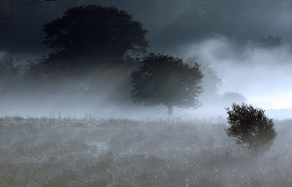 015_David Knight