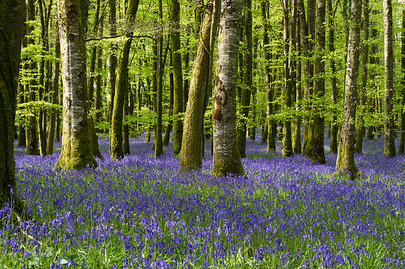071 Irish Flowers