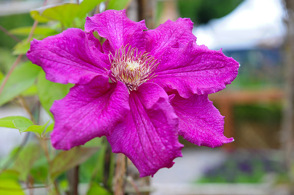 060 Irish Flowers