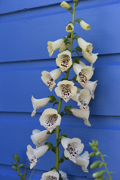 061 Irish Flowers