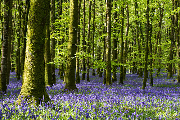 068 Irish Flowers