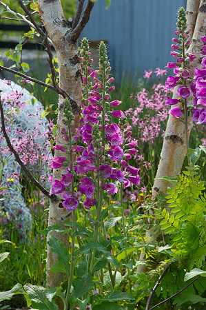 147 Irish Flowers