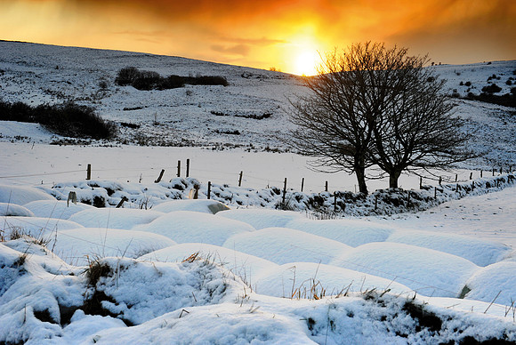 060 Snow David Knight