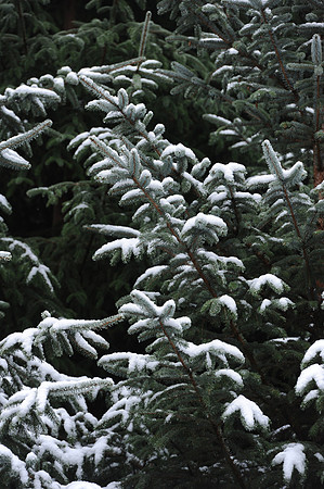 069 Snow David Knight