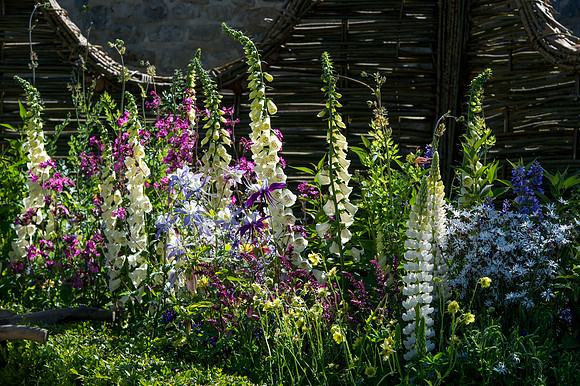 122 Irish Flowers