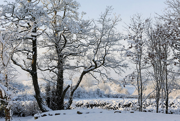 082 Snow David Knight