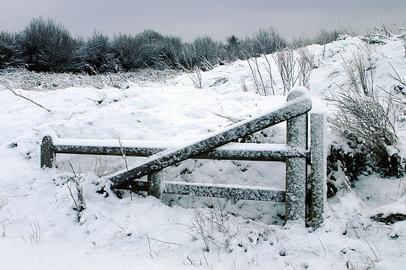 006 Snow David Knight