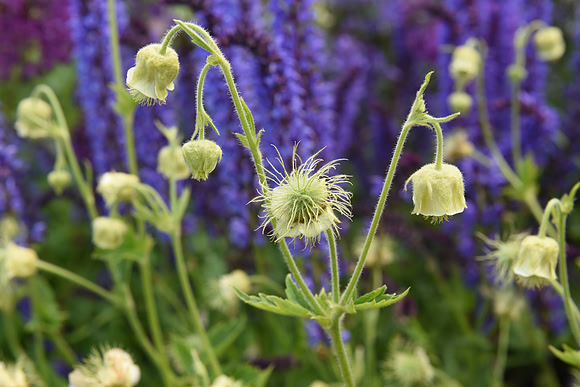 062 Irish Flowers