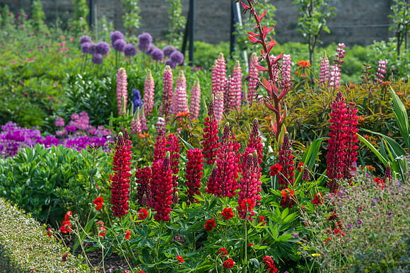 127 Irish Flowers