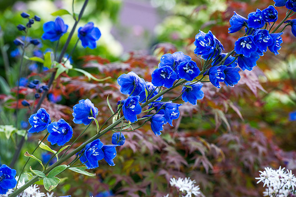 142 Irish Flowers