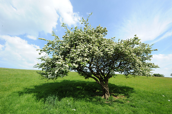 26 Hill of Tara