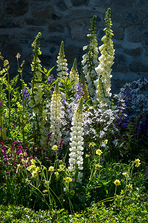 117 Irish Flowers