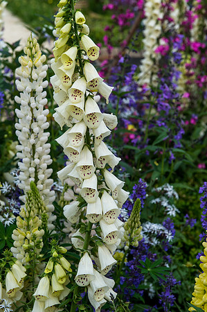 140 Irish Flowers