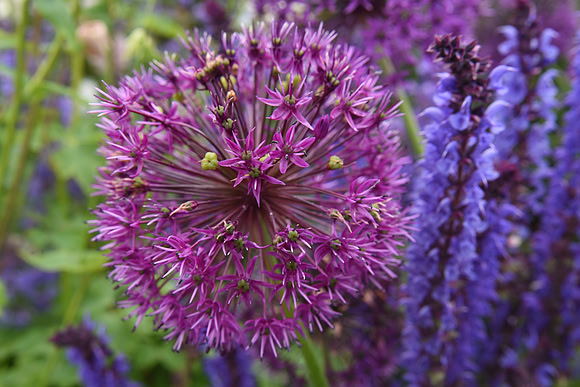 063 Irish Flowers