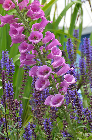 057 Irish Flowers