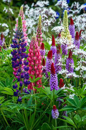 143 Irish Flowers