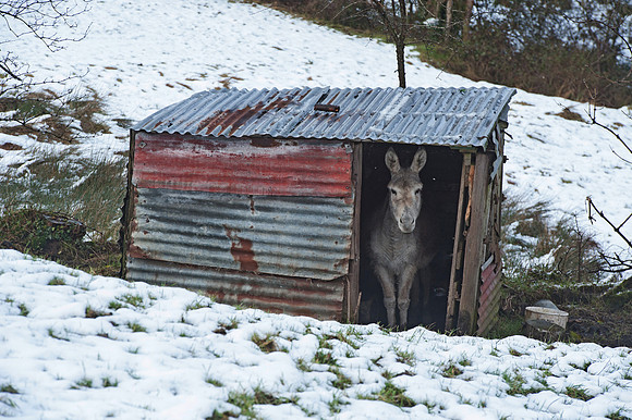 066 Ireland in the snow