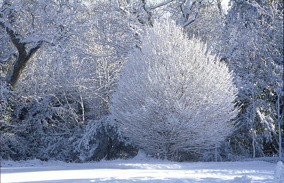 012 Snow David Knight