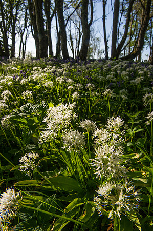 096 Irish Flowers