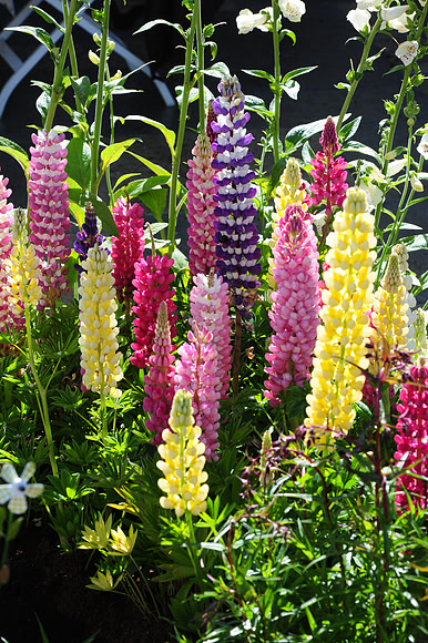 064 Irish Flowers
