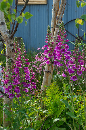 129 Irish Flowers