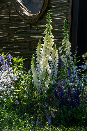 119 Irish Flowers