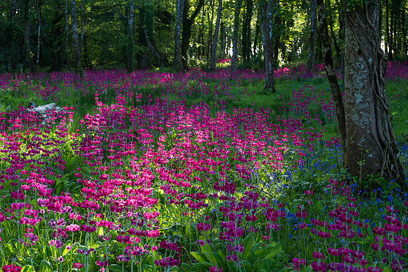 112 Irish Flowers
